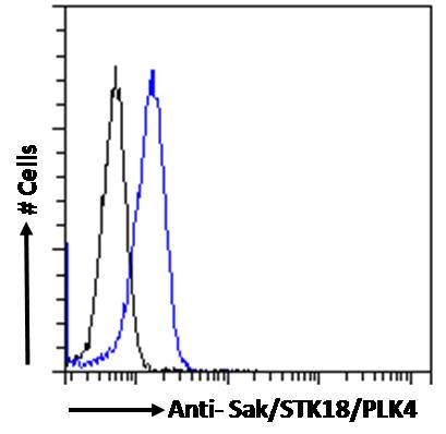 Goat Anti-Sak / STK18 / PLK4 Antibody