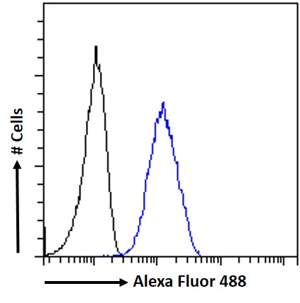 Goat Anti-Salvador homolog 1 Antibody