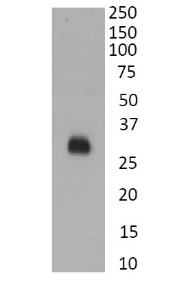 Goat Anti-SARS CoV2 Spike protein-RBD Antibody