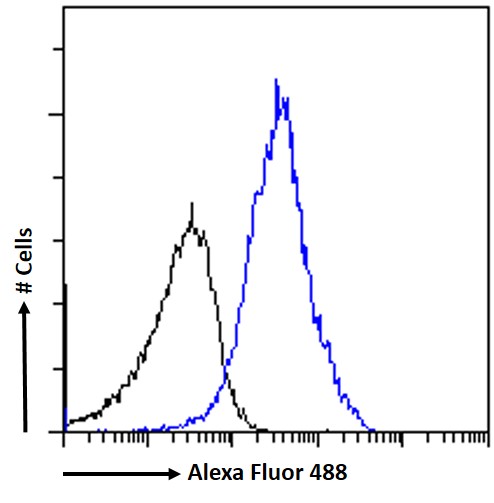 Goat Anti-SATB1 Antibody
