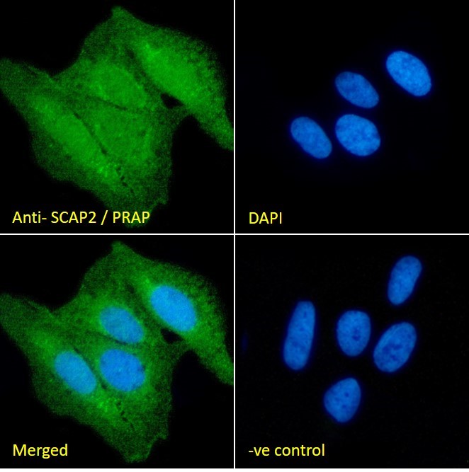 Goat Anti-SCAP2 / PRAP Antibody