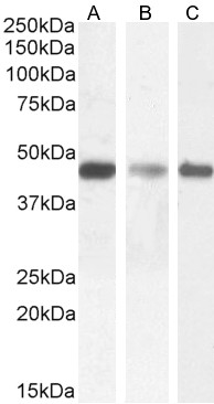Goat Anti-SDF4 (aa161-175) Antibody