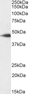 Goat Anti-SDF4 (aa161-175), Biotinylated Antibody