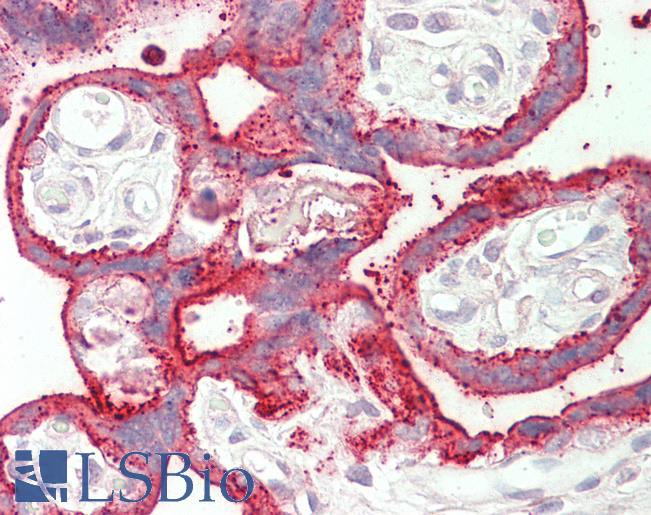 Goat Anti-SDHAF1 Antibody