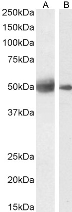 Goat Anti-SEPT4 (aa33-44) Antibody