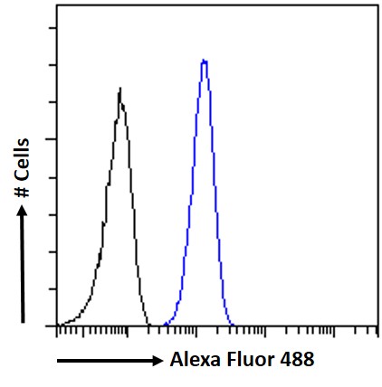 Goat Anti-SEPT6 Antibody