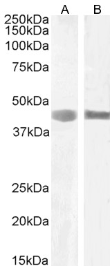 Goat Anti-Septin 1 / SEPT1 Antibody