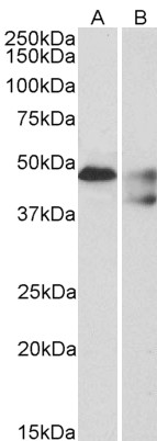 Goat Anti-Serotonin receptor 1B / HTR1B Antibody
