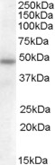 Goat Anti-SERPINA12 Antibody