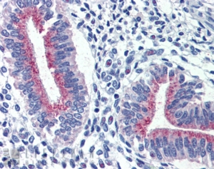 Goat Anti-SERPINA6 / CBG Antibody