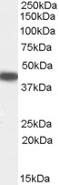 Goat Anti-SERPINB9 Antibody
