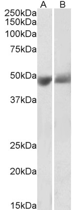 Goat Anti-SERPINF1 / PEDF Antibody