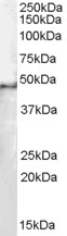 Goat Anti-SF3B4 / SAP49 Antibody