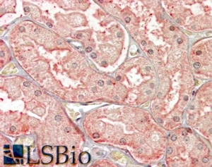 Goat Anti-SFRP1 Antibody