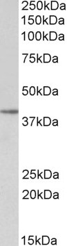 Goat Anti-SFRP4  Antibody