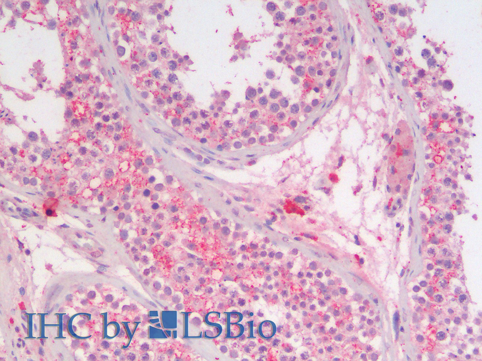 Goat Anti-Sgta (mouse aa84-97) Antibody