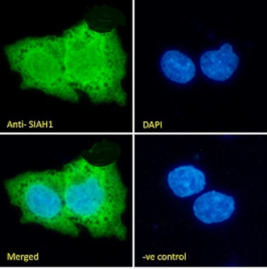 Goat Anti-SIAH1 Antibody