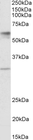 Goat Anti-sialin / SLC17A5 (aa85-99) Antibody
