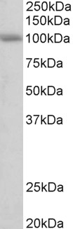 Goat Anti-SIDT1 (aa334-347) Antibody