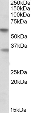Goat Anti-SIGLEC6 Antibody