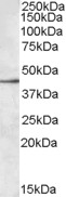 Goat Anti-SIGLEC8 Antibody