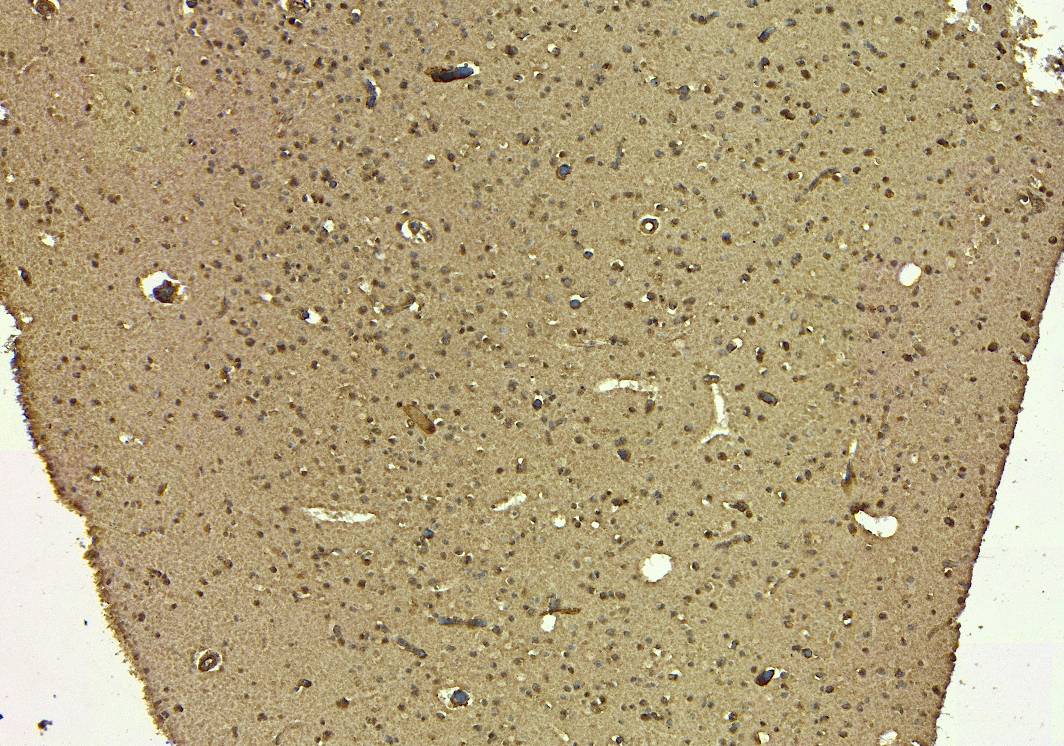 Goat Anti-SIRT4 Antibody