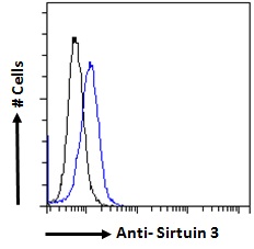 Goat Anti-Sirtuin 3 (mouse) Antibody