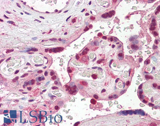 Goat Anti-SKA3 Antibody