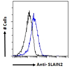 Goat Anti-SLAIN2 Antibody