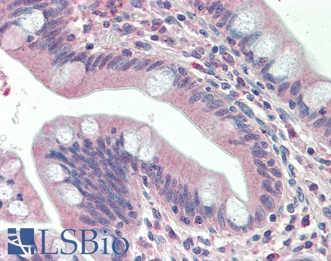 Goat Anti-SLAMF8 Antibody