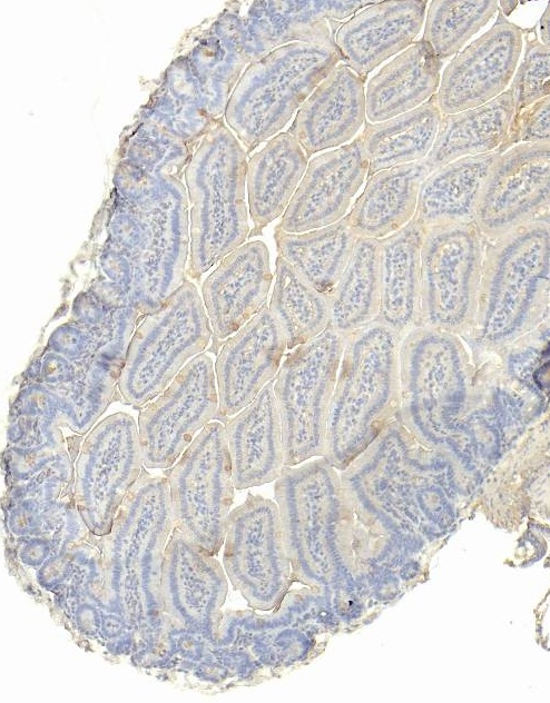 Goat Anti-Slc10a2 (mouse) Antibody