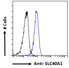 Goat Anti-SLC40A1 (aa245-259) Antibody