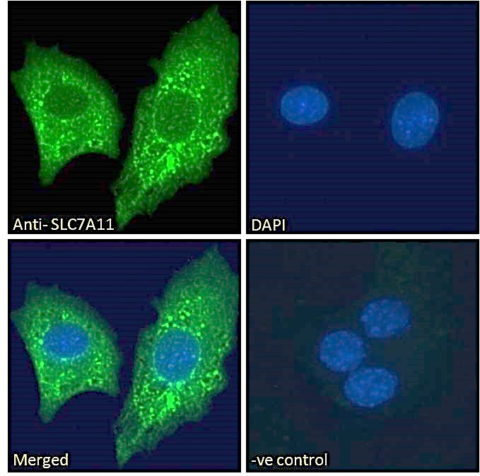 Goat Anti-SLC7A11 Antibody