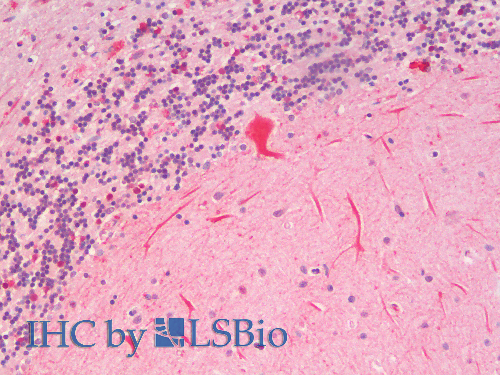 Goat Anti-SLC7A6 / y+LAT-2 Antibody