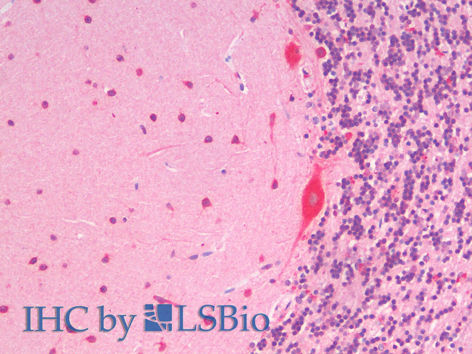 Goat Anti-SLC7A6 / y+LAT-2 (C Terminus) Antibody