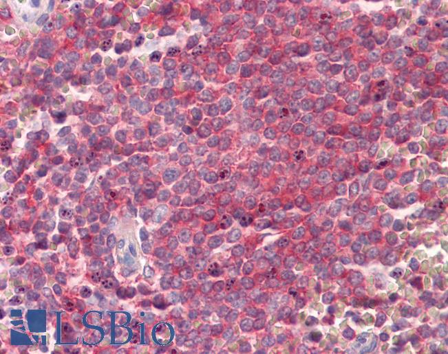 Goat Anti-SNAP23 Antibody