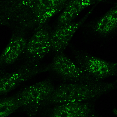 Goat Anti-SNX1 Antibody