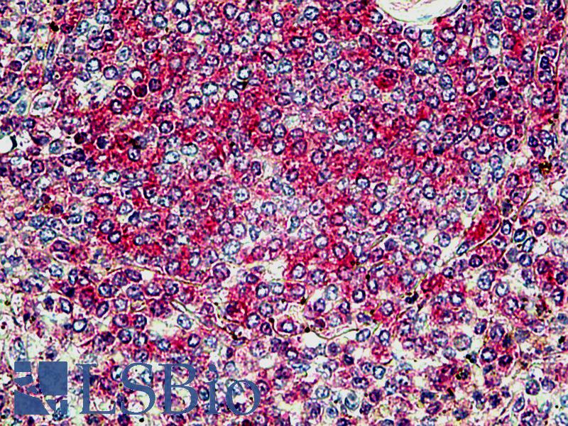 Goat Anti-SNX4 Antibody
