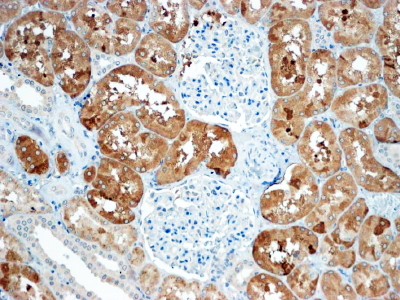Goat Anti-SOST Antibody