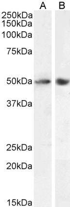 Goat Anti-SOX10 (aa204-217) Antibody