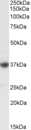 Goat Anti-SOX2 Antibody