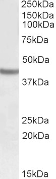 Goat Anti-SOX3 Antibody