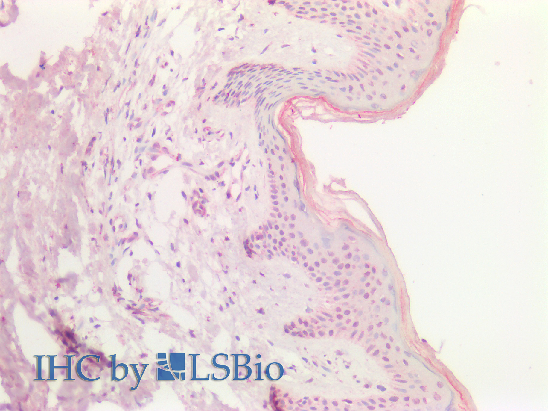 Goat Anti-Sox9b (zebrafish aa248-259) Antibody