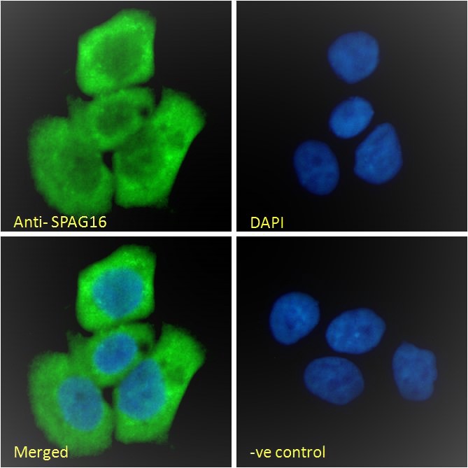 Goat Anti-SPAG16 (aa139-152) Antibody