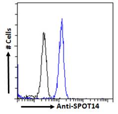 Goat Anti-SPOT14 Antibody