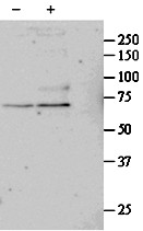 Goat Anti-SRF Antibody