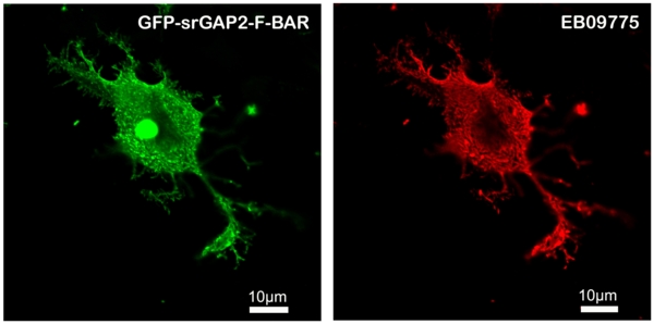 Goat Anti-SRGAP2 Antibody