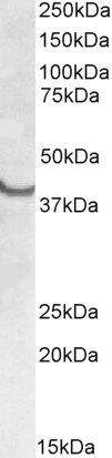 Goat Anti-SSBP2 Antibody