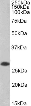 Goat Anti-SSP29 / ANP32B, Biotinylated Antibody