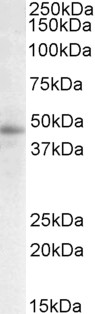 Goat Anti-STAP2 / BKS (aa391-403) Antibody
